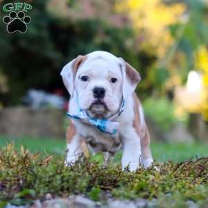 Max, Beabull Puppy